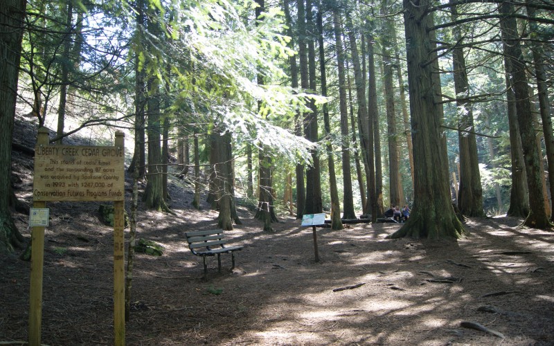cedar, grove, trail, spokane county, washington, forest, nature, trees, redcedar, thuja plicata