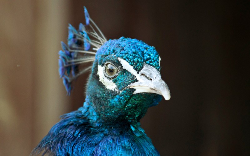 nature, bird, beak, blue, fauna, peacock, eyes, peafowl