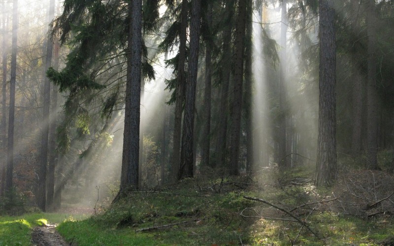 trees, nature, forest, wilderness, light, fog, sunrise, mist, sunlight, morning, dawn, sun rays, woodland, wood, old