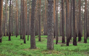 forest, landscape, nature, trees, woodland, outdoors, green, scenic, summer, season, grass, pine, coniferous, treelined