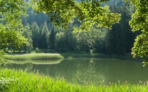 австрия, пруд, вода, лес, деревья, лето, весна, природа, зеленый, пейзаж, озеро