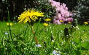 nature, grass, plants, field, lawn, meadow, dandelion, sunny, flowers, green, yellow, wildflower, grassland