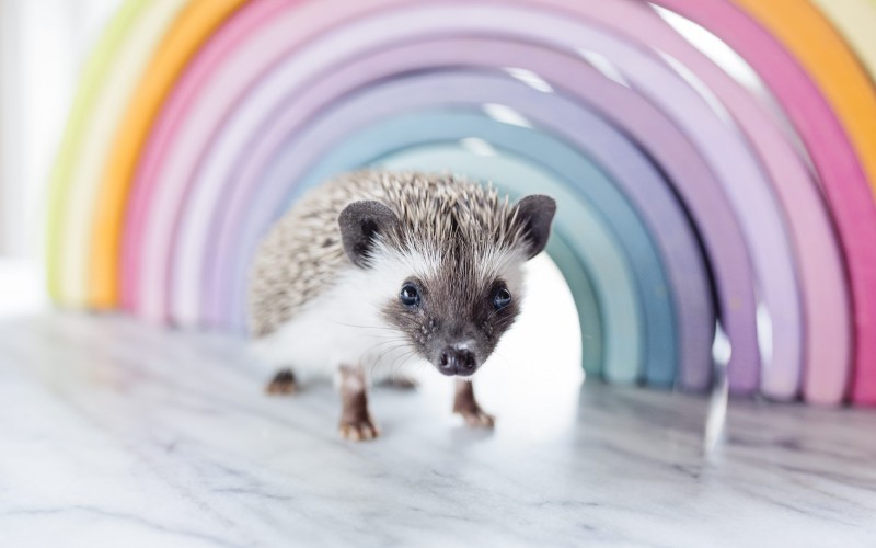 hedgehog, adorable, animal, cute, portrait, rodent, pets
