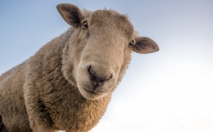 curious, sheep, closeup, animals, wool, lamb, portrait, head, close-up, pets, herbivorous, nose