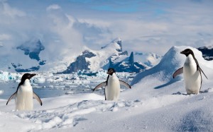 пингвины адели, южные шетландские острова, пингвины, животные, природа, снег, пейзаж, зима