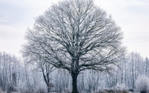 solitary tree, trees, nature, landscape, forest, autumn, fall, winter, november, snow, frost, hoarfrost