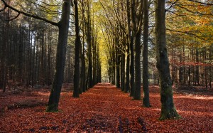 lane, autumn, fall, nature, landscape, trees, forest, park, foliage