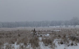 landscape, nature, winter, field, meadow, forest, trees, snow