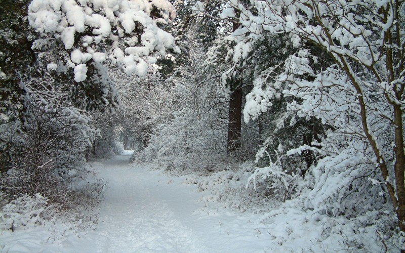 природа, зима, пейзаж, лес, снег, лес, январь