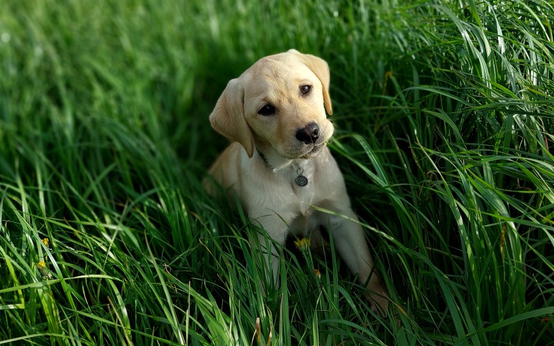 собака, животное, домашнее животное, лабрадор, щенок, сладкий, милый, смешной, трава