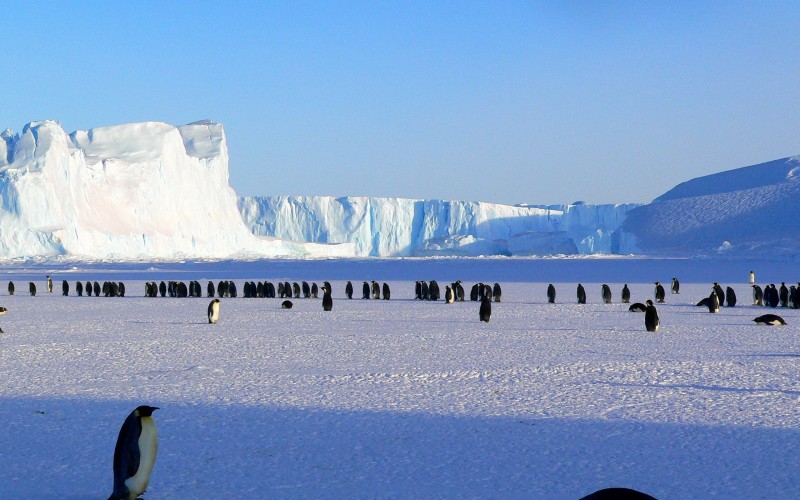 sea, nature, ocean, wilderness, snow, cold, winter, cute, isolated, wildlife, wild, ice, arctic, iceberg, polar, antarctic, animals, penguins, birds