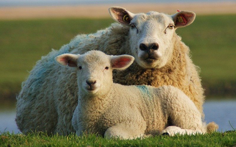 овцы, бараны, страна, животные