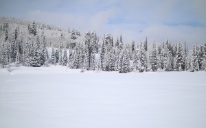 северный, пейзаж, лес, деревья, снег, февраль