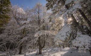 февраль, снег, лес, природа, закат, солнечные лучи, деревья, солнце, ветки, зима