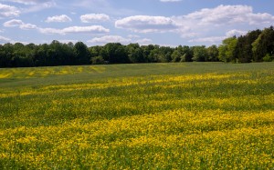spring, nature, landscape, field, flowers, sunny day, forest, meadow