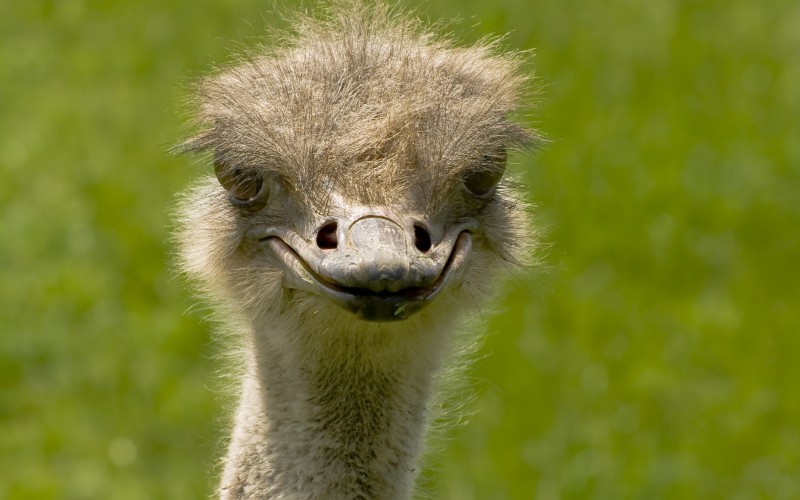 birds, animal, portrait, beak, ostrich, feather, emu, head, flightless, funny