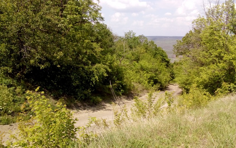 nature, landscape, trees, grass, sunny, bushes