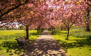spring, nature, landscape, blossom, bloom, trees, path, park, sunny, cherry