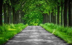 alley, landscape, trees, nature, forest, grass, road, hiking, trail, lawn, leaves, summer, spring, woodland, woody, park, grove, path