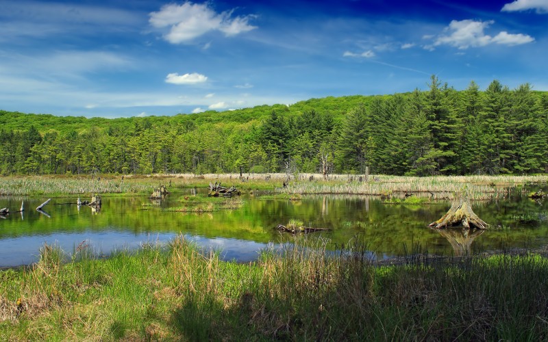 lake, river, pond, spring, trees, wetland, stumps, nature, forest, landscape