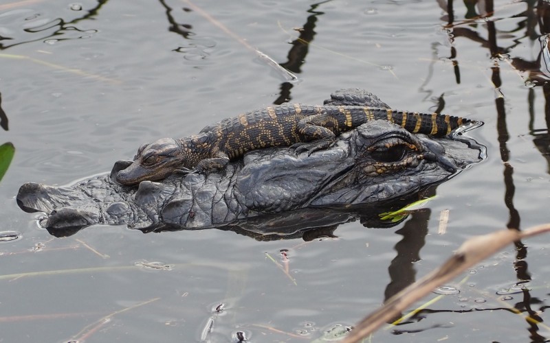 alligator, alligator mississippiensis, parent, child, cute, care, mother, animals, reptiles, crocodiles, alligator mississippiensis