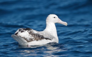 wandering albatross, diomedea exulans, animals, birds, water, nature