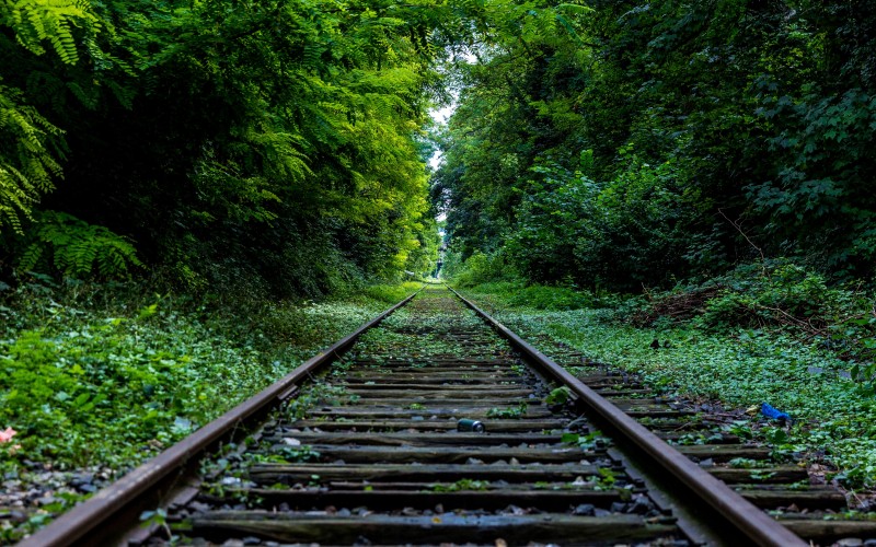 trees, nature, forest, track, railway, railroad, transportation, green, jungle, rainforest, woodland, bushes