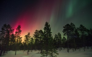 sky, atmosphere, northern light, aurora, polar light, forest, winter, landscape, night, trees, snow