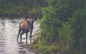 nature, wilderness, animals, wildlife, deer, moose, reindeer, elk, forest