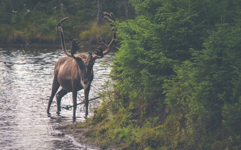 nature, wilderness, animals, wildlife, deer, moose, reindeer, elk, forest