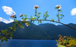 dog rose, rosa canina, sunny, lake, olympic national park, flowers, landscape, summer, nature, mountains