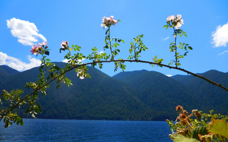 dog rose, rosa canina, sunny, lake, olympic national park, flowers, landscape, summer, nature, mountains