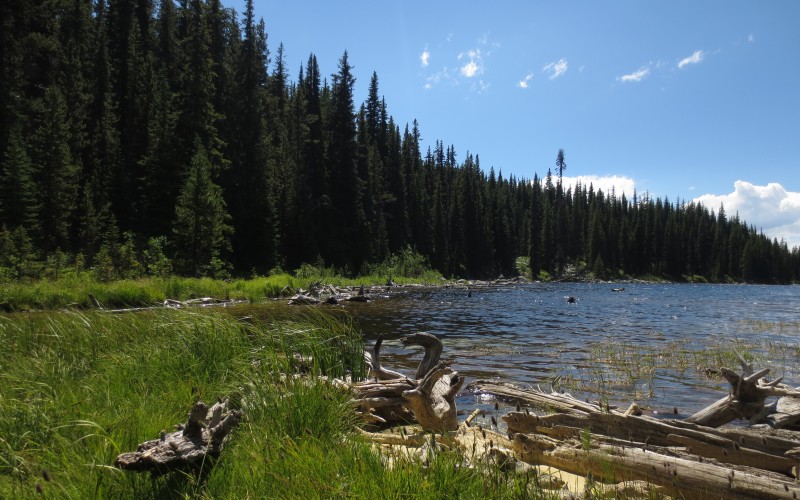 peaceful, summer, afternoon, lake, forest, nature, landscape, sky, sunny