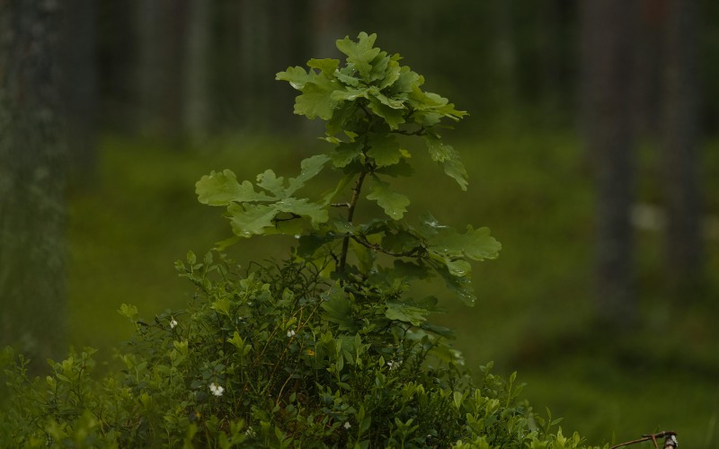 plant, leaf, wood, twig, groundcover, grass, trunks, flowering, forest, woodland, coniferous, moss, oak