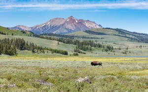 mountains, yellowstone national park, bison, landscape, nature, meadow, animals, bull