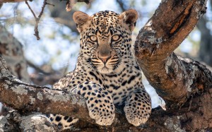 animals, juvenile, leopard, perched, tree, nature, cats
