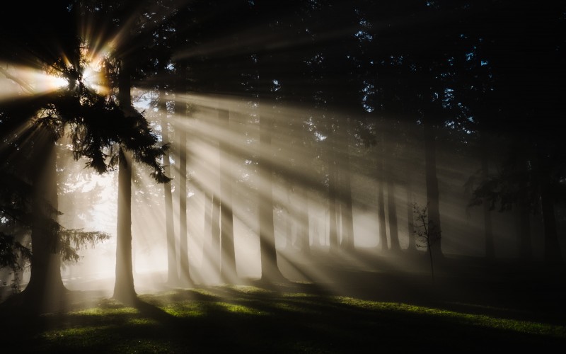 forest, nature, sunbeams, trees, dark, scenics, fog, woodland, shadow, pines, landscape