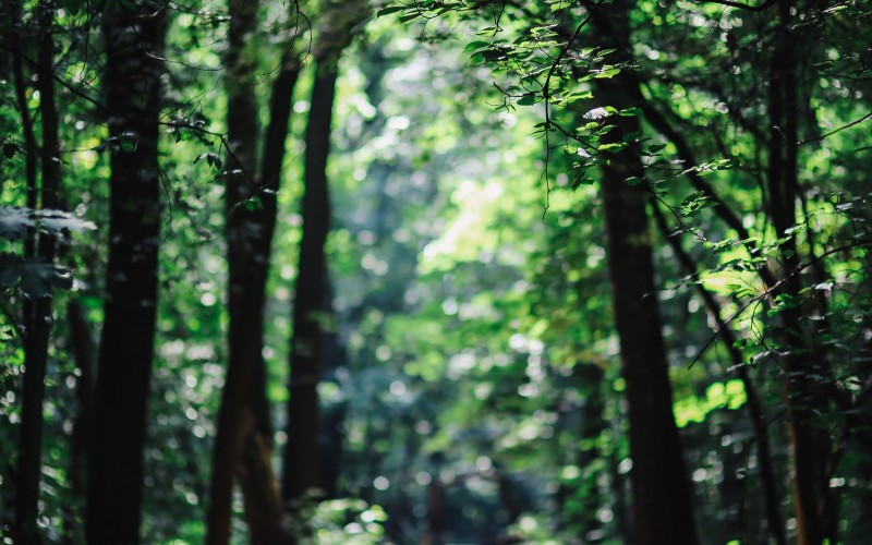 walk, forest, summer, green, nature, wood, trees, woodland, outdoors, leaves, footpath, trunks, tranquility, way, forward, trail, path