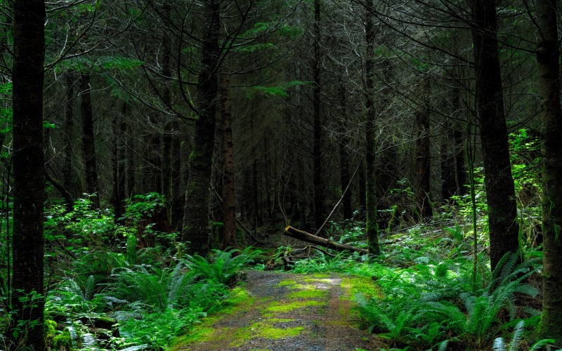 fern, forest, grass, hazy, leaves, misty, moss, murky, outdoors, scenic, trees, woods, trees, woodland, nature, way, path, trail