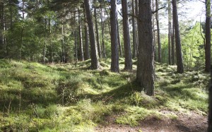 forest, grass, pines, trees, nature, woodland, outdoors, summer, landscape, plants, sunlight, scenic