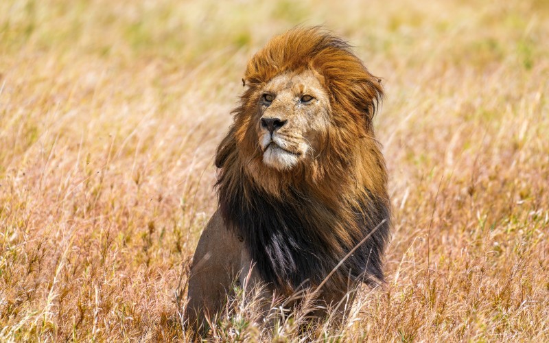 wild, lion, panthera leo, serengeti national park, animals, nature