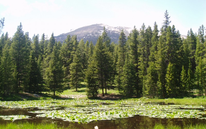 landscape, forest, colorado, nature, trees, lake, pond, summer, sunny