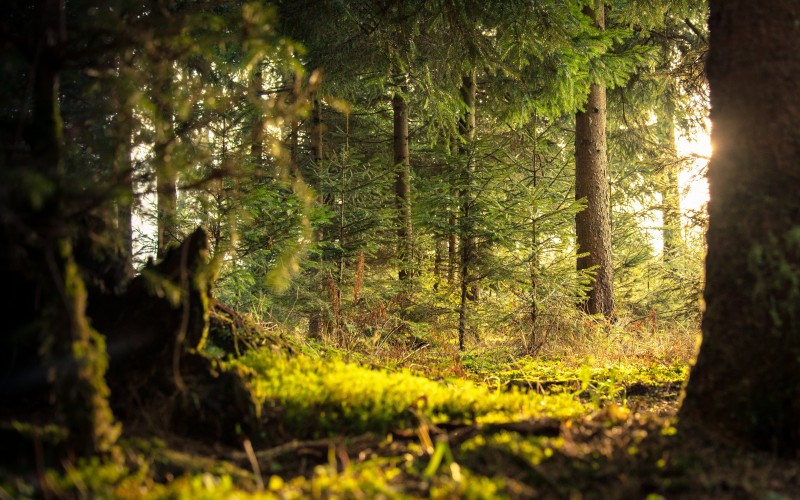 conifer, daylight, evergreen, forest, grass, green, landscape, light, moss, nature, outdoors, plants, scenics, sunlight, trees, woods, woodland, trunks