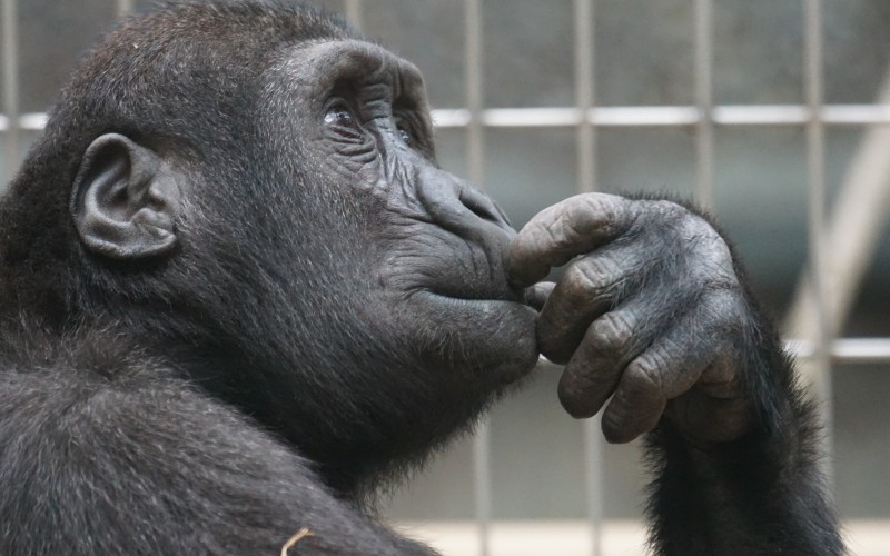 thinking, smart, zoo, primate, chimpanzee, ape, gorilla, animal