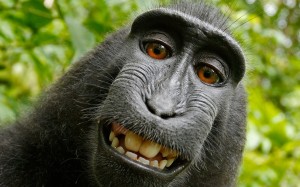 animals, monkey, laugh, funny, chimpanzee, selfie, portrait, ape, macaque