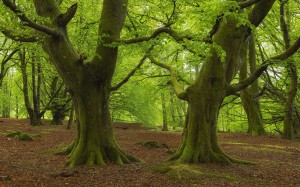 landscape, trees, nature, forest, branches, leaf, trunks, grove, woodland