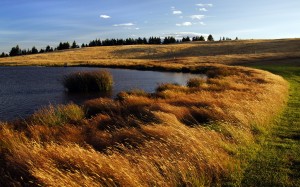 landscape, water, nature, grass, marsh, wilderness, sunset, field, meadow, prairie, shore, lake, river, pond, autumn, grassland