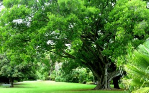 trees, lawn, garden, shrub, park, plants, nature, landscape