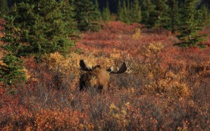 autumn, fall, landscape, nature, bull moose, antlers, bushes, forest, trees, wildlife