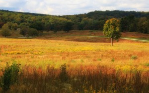 autumn, fall, landscape, nature, forest, trees, meadow, grass, hills, valley, pennsylvania